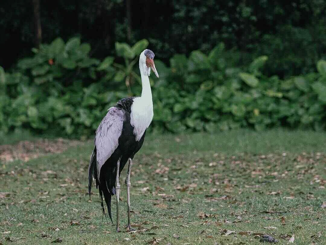 Wattled Crane